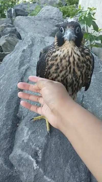 Befriended this happy little fellow on the Mohawk Hudson Bike Hike trail this morning!