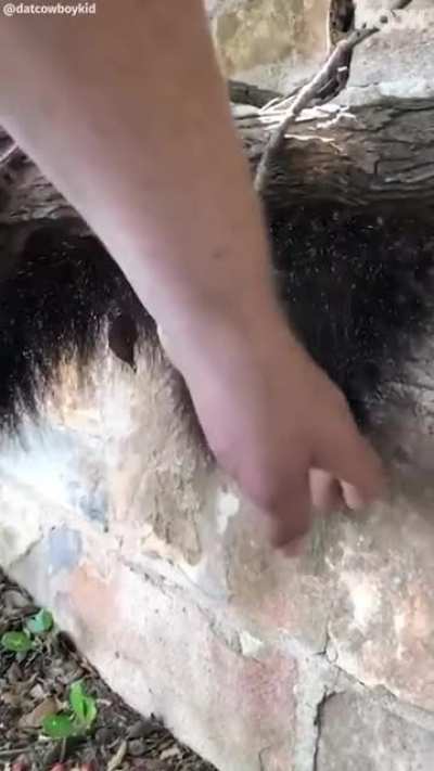 Arachnophobia: 100