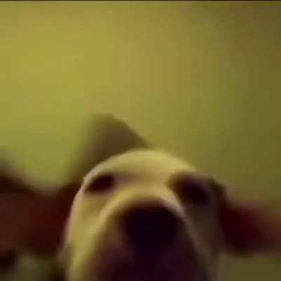 This dog do be vibin