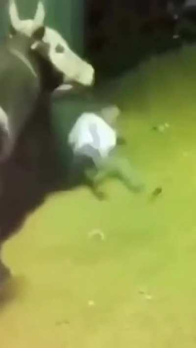 Cows revenge