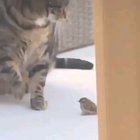 Body slam
