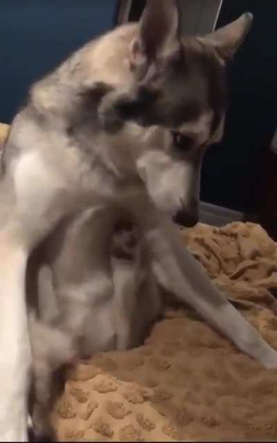 Scritch scratch