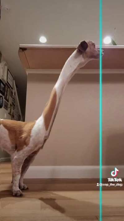 Jurassic Bark