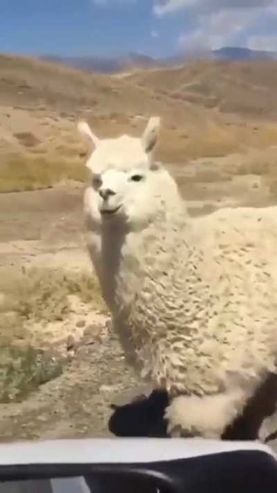 Cloud Camel