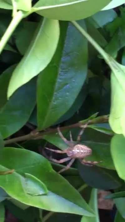 ID Request (Northern UK)