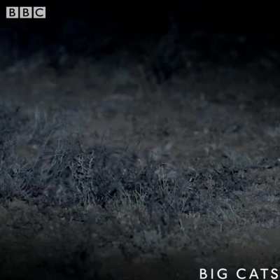 Worlds deadliest hitcat