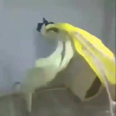Identity of the tune in this meme video?