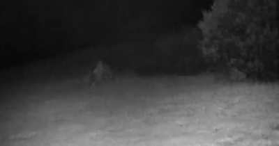 Two rabbits fight