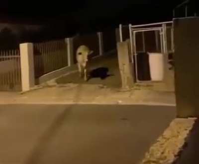 The cow will never trust humans again.