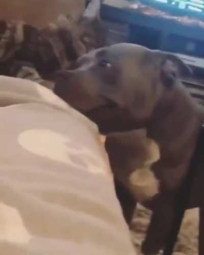 Relaxed pit bull smiles while getting cat licks