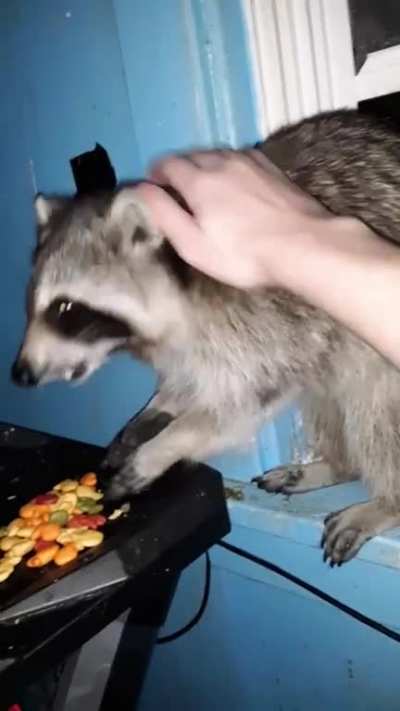 As I said a few days ago, a local trash panda let's me pet him, here's proof