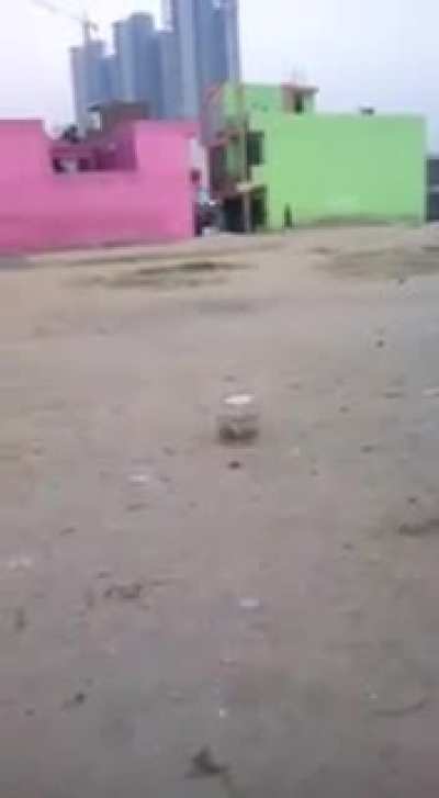 Wat da dog doin? (Sorry if it's a repost)