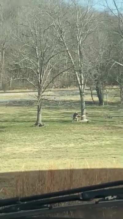 HMFT after I don’t know how to cut down a tree