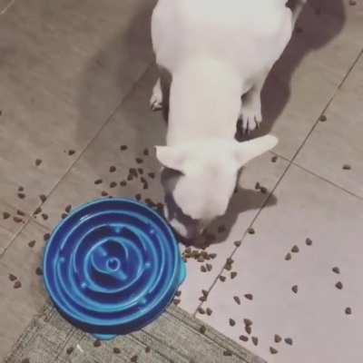 He's not a fan of the slow feed dog bowl.