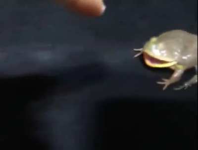 Froggle go “EEEEEEE!”