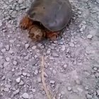 Wait for it...