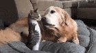 Furry friends giving kisses