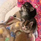 O Lawdy they squeeing!
