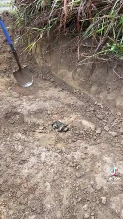 That fossil isn’t quite ripe yet.