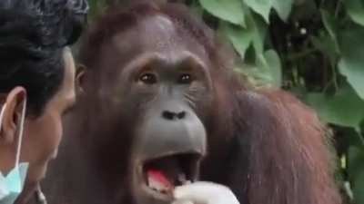 Here is a cute video of an orangutan getting its teeth brushed😁