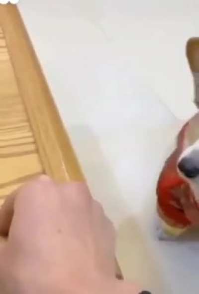 Oh poor dog