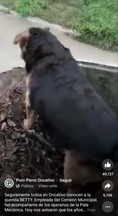 vago yo? - como saber si un perro es empleado municipal?