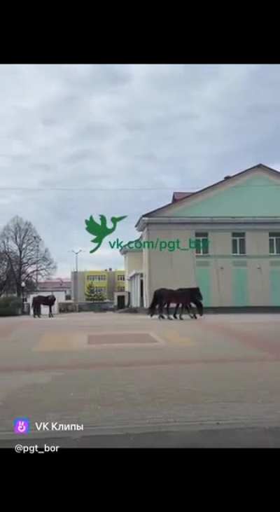 Belgorod region horses