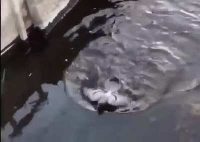 A drunk fish