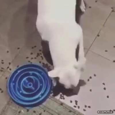 Çok güzel lna