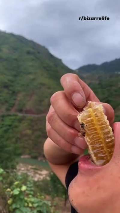 WCGW eating a bee