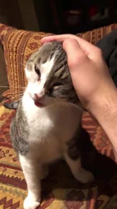 Anyone else got a cat who does this weird tongue thingy?
