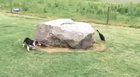 Duck and dog playing tag