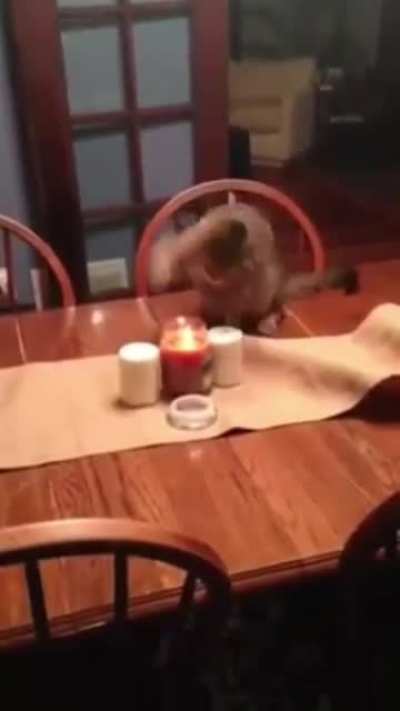The derpiest yet coolest cat