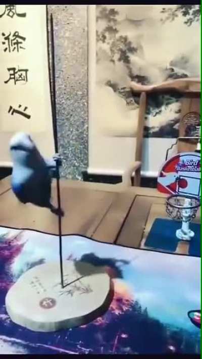 That's one very smart bird
