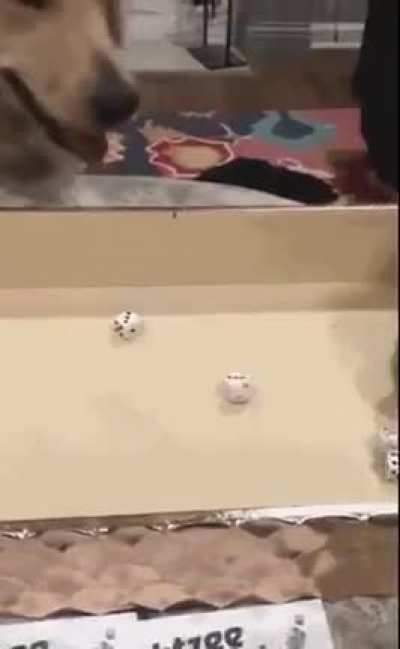 And....Yahtzee!