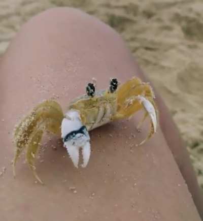 🔥 This Atlantic ghost crab (Ocypode quadrata) wiping its eyes