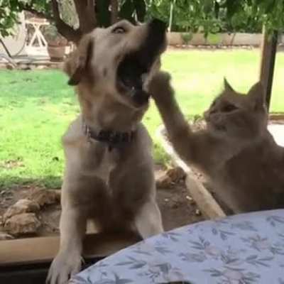 2 pets, 1 food