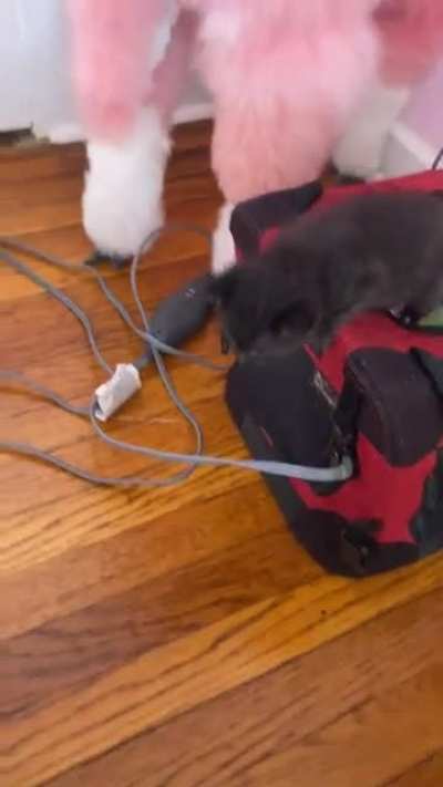 ALERT! All personnel respond immediately! Bean has escaped. This smol criminal is considered extremely dangerous and is believed to be attempting to rule the world.