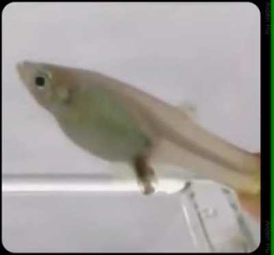 Eaten fresh