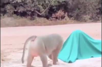 Baboon started by plush tiger
