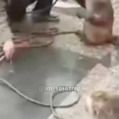 Never mess with a monkey