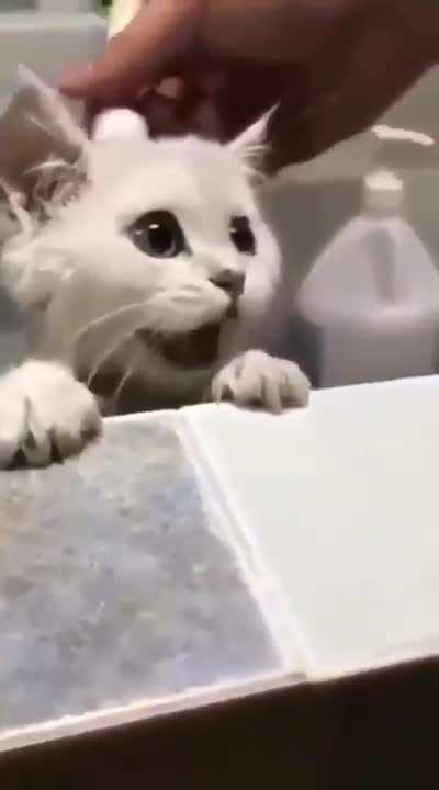 Cat Shower