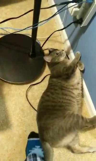 Cat attack