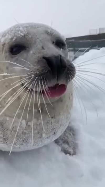 A real sea dog is almost no different from our domestic dogs.