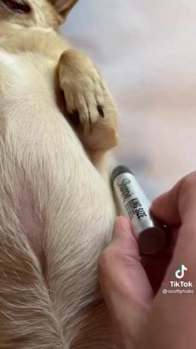 How to Draw a Dog