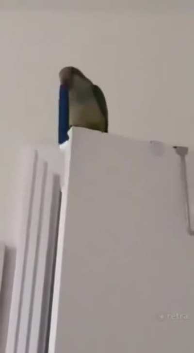 Birb
