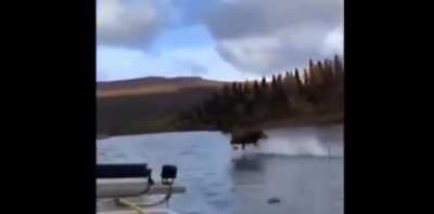 This moose trying to be the next hokage