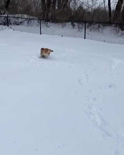 Here’s to another 6 weeks of winter and snow zoomies 💨