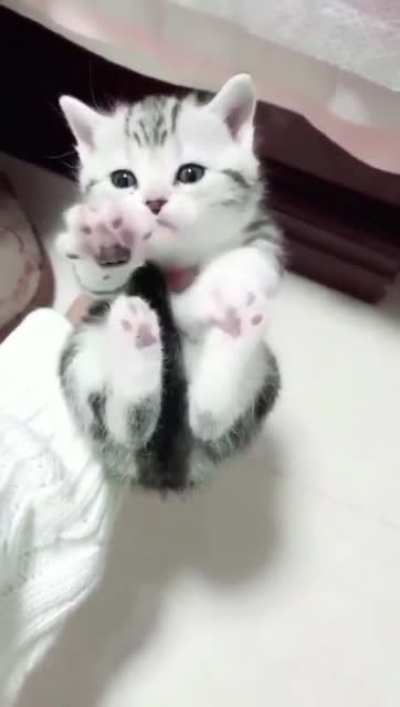 Paw paw