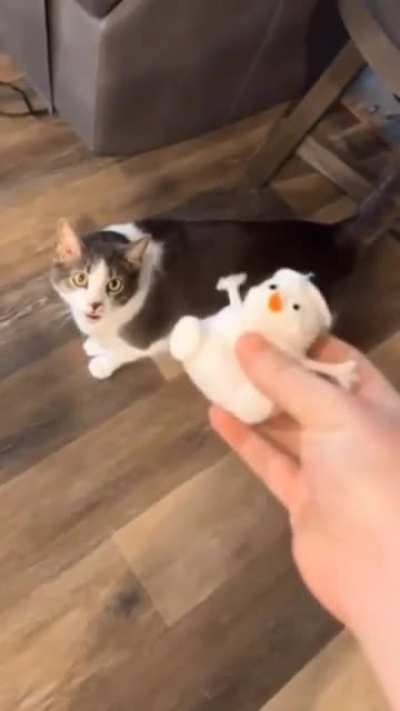 Happy Cat
